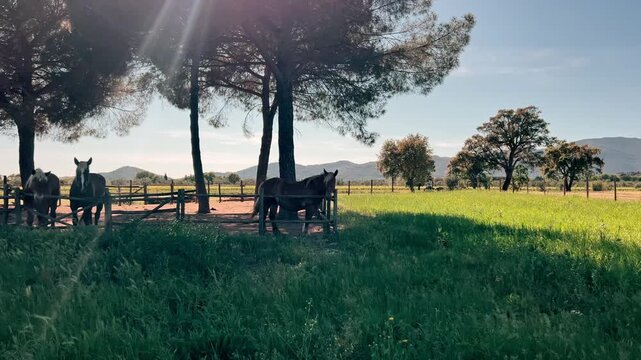 Horses in a shaded paddock by a green field