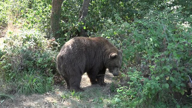 Large wild brown bear roaming freely through a quiet forest environment in summer. Powerful predator moves naturally across the Canadian wilderness habitat useful wildlife context.