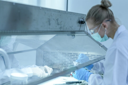 Clinical embryologist manipulating gamete specimens for in vitro fertilization (ivf) procedure. Reproductive scientist examining oocyte quality in sterile laboratory hood.