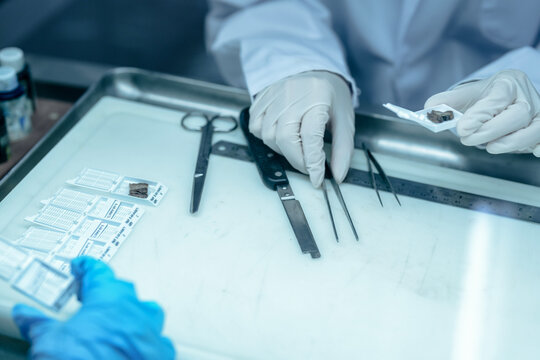 Forensic pathologist extracting trace evidence specimen via precision forceps. Crime lab expert conducting post-mortem biological analysis protocols on sterile tray.