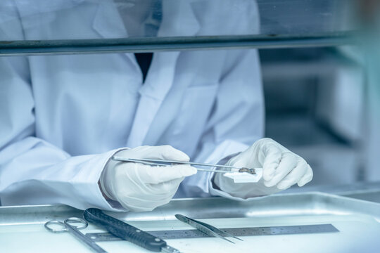 Forensic pathologist extracting trace evidence specimen via precision forceps. Crime lab expert conducting post-mortem biological analysis protocols on sterile tray.