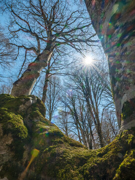 Low angle view of tall trees reaching for the blue sky in a spring forest. Perspective shot of bare branches and mossy trunks in a sunny woodland.