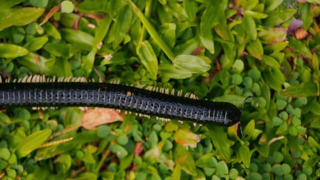 Giant millipede Spirostreptus centrurus crawling through green grass in natural habitat, detailed macro view of a large arthropod moving slowly with many legs, wildlife behavior and texture of segment