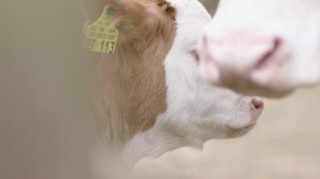 Close-Up of Calf With Ear Tag Surrounded by Cattle on Farm in Natural Light