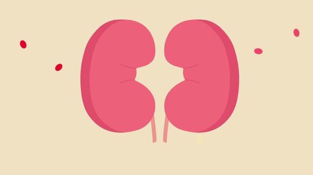 kidney organ filter blood and discharge urine droplets