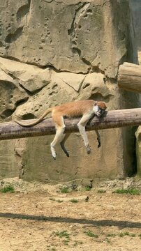 Patas monkey takes a peaceful nap on a sturdy wooden log in its sunlit zoo enclosure