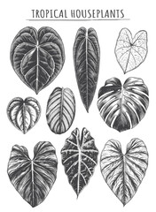 Vintage Engraved Tropical Foliage Collection Featuring Rare Exotic Houseplant Leaves for Botanical Branding, Organic Packaging and Natural Cosmetic Merchandise © Aglonema