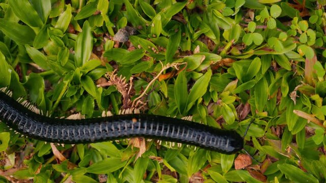 Giant millipede Spirostreptus centrurus crawling through green grass in natural habitat, detailed macro view of a large arthropod moving slowly with many legs, wildlife behavior and texture of segment
