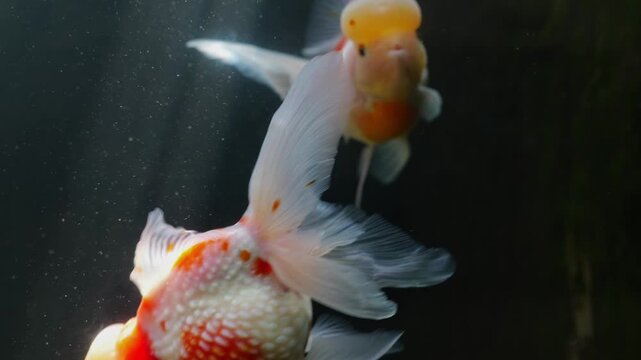 Oranda goldfish with red and orange wens gracefully swim and interact inside a home aquarium