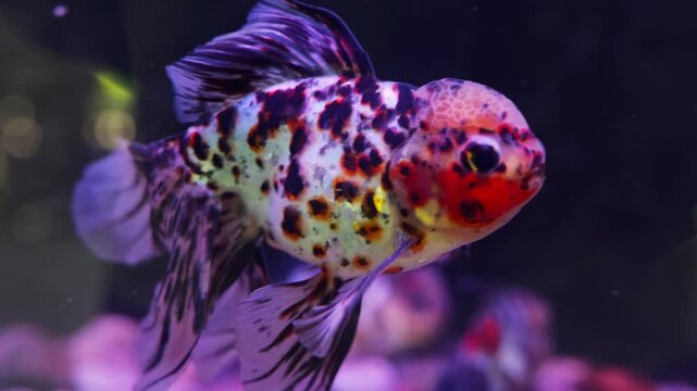 Beautiful calico Oranda goldfish gracefully swims in a vibrant home aquarium with colorful pebbles