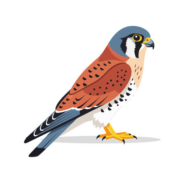 An American Kestrel Bird Illustration