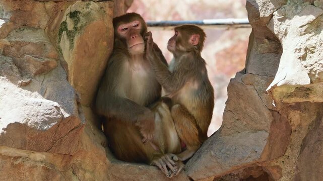 A large macaque rests on a rock while a smaller macaque carefully grooms its head.