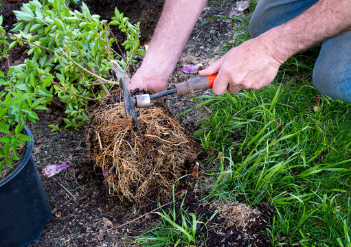Using a  hand cultivator to loosen a root-bound root ball before planting