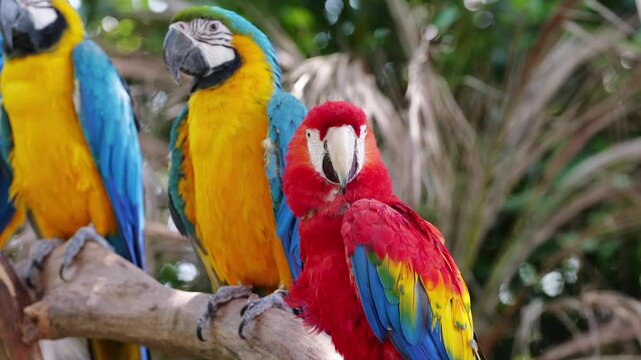 Colorful macaws perched on a branch in a tropical setting during the day