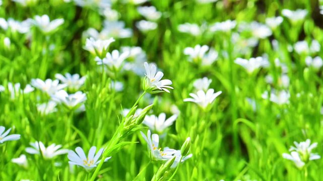 A close-up video of flowers