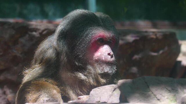 Red-faced macaque carefully examines and picks at small items with its hands in a sunny outdoor zoo habitat