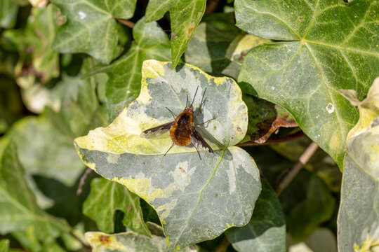 Dark-edged bee-fly 