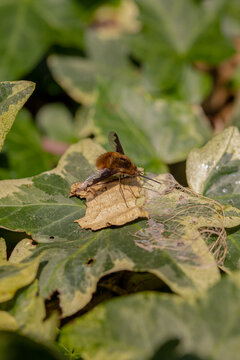 Dark-edged bee-fly 