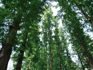 Obraz premium Leafy Green Trees With Sunshine Light Filtering Through Summer Forest Canopy From Below