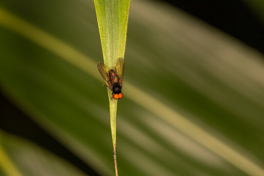 Flat footed fly