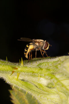 Hoverfly - Eupeodes