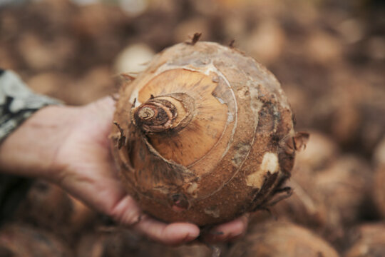 Fresh Large Taro Root from Lipu Guangxi China Showing Natural Spiral Pattern in Farmer's Hands