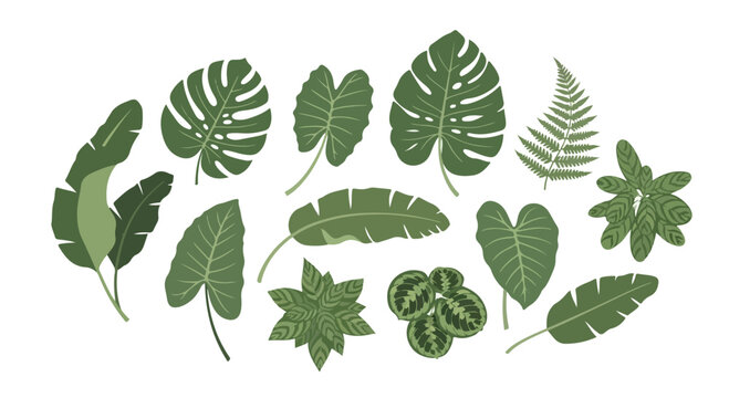 Collection of lush tropical green leaves including monstera, banana, fern, philodendron and more in flat illustration