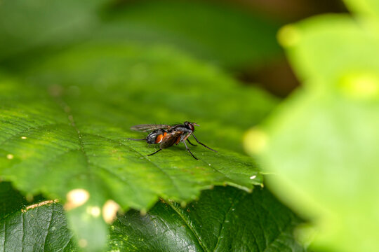 Tachinid fly