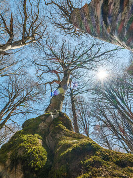 Low angle view of tall trees reaching for the blue sky in a spring forest. Perspective shot of bare branches and mossy trunks in a sunny woodland.