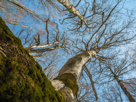 Low angle view of tall trees reaching for the blue sky in a spring forest. Perspective shot of bare branches and mossy trunks in a sunny woodland.