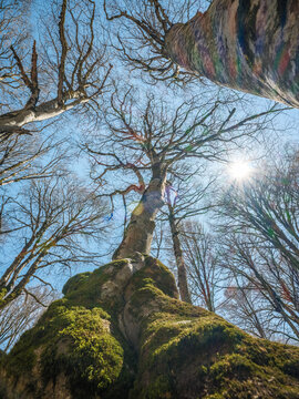 Low angle view of tall trees reaching for the blue sky in a spring forest. Perspective shot of bare branches and mossy trunks in a sunny woodland.
