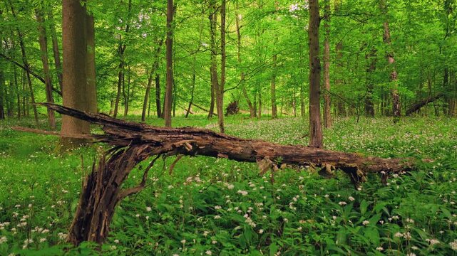 Smooth cinematic flight through lush green spring forest covered with blooming wild garlic flowers. Fresh vibrant vegetation, natural woodland atmosphere and seasonal renewal in European forest.