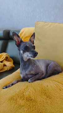 Cute Hairless Dog Relaxing on a Cozy Yellow Sofa