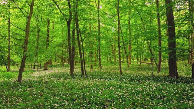 Smooth cinematic flight through lush green spring forest covered with blooming wild garlic flowers. Fresh vibrant vegetation, natural woodland atmosphere and seasonal renewal in European forest.