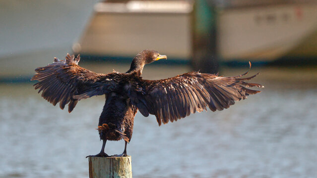 Cormorant seabird sunning and preening itself perched on marine pile on. 