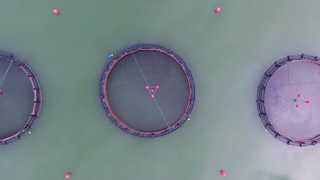 Aerial view of industrial fish farming with round nets clustered in crowded groups on open water. Pisciculture, aquaculture, mariculture, and camouflage reveal habitat behavior and natural adaptation.