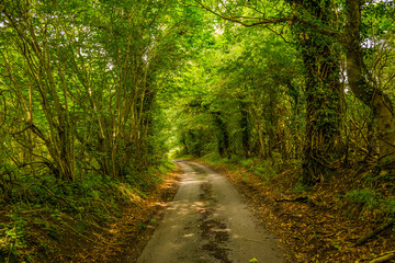 Fototapeta premium Enchanting narrow country lane winds through a magnificent natural tunnel of arching deciduous trees forming a verdant green canopy overhead in Wiltshire, England