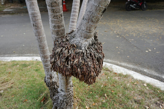 Unique Aerial Root Formation on Tropical Palm Tree Trunk