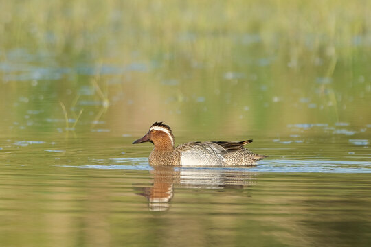 Adult male garganey (Spatula querquedula), small dabbling duck on a shallow marsh. Isola dell Cona nature reserve, Friuli Venezia Giulia, Italy.