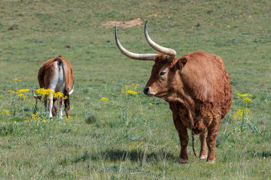 Oxen in the meadow. Jim&eacute;nez de Jamuz, Le&oacute;n, Spain.