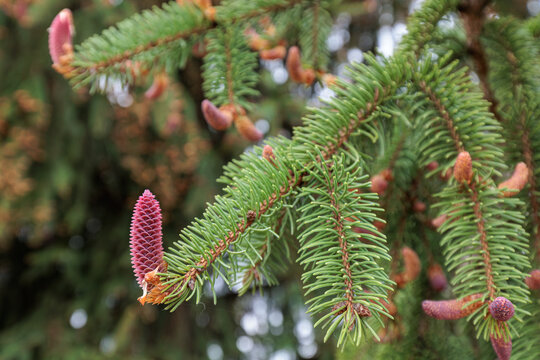 Common spruce. Branch with needle-like leaves and immature female cone. Picea abies.