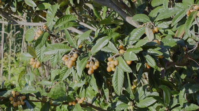 Loquats fruits growing and ripening between green foliage on loquat tree closeup.