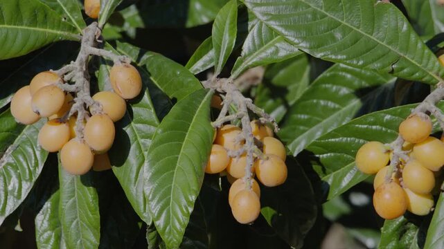 Loquats fruits growing and ripening between green foliage on loquat tree closeup.