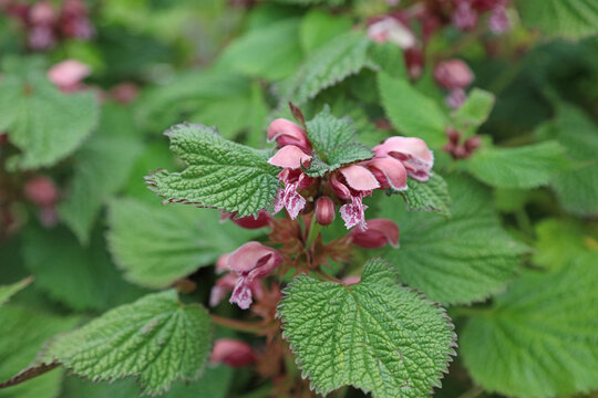 Macro image of Spotted Deadnettle blooms, Warwickshire England
