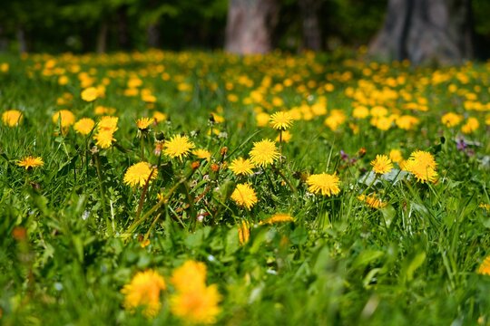 Spring in Zrodliska Park in Lodz city in Poland. Dandelion meadow.