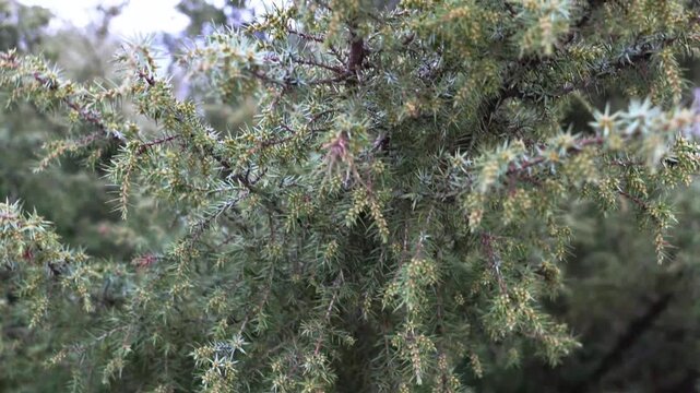 Close-up Evergreen Conifer Branches Soft Green Needles Natural Forest Background 4K Footage