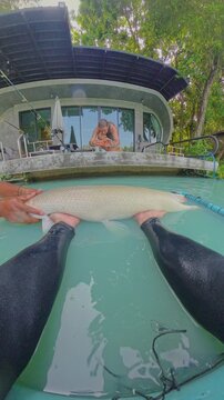 Vertical video. First Person View Hands Holding Large Alligator Gar Fish Above Water Surface While Woman Filming, Fish Struggling And Splashing, Outdoor Pond Setting, Action Fishing Scene