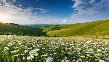 beautiful spring and summer natural panoramic pastoral landscape with blooming field of daisies in the grass in the hilly countryside © Alan