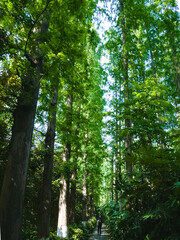 Fototapeta premium Sunlight filtering through green forest canopy with tall trees and leafy branches in natural woods