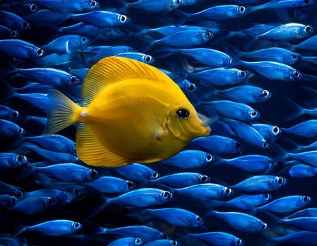 a single yellow fish swimming among a school of blue fish